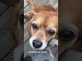 Bellaaaaaa #foryou #dogshorts #booktok #beagles #beagleslover #babygirl #pets #singlemoms #funny