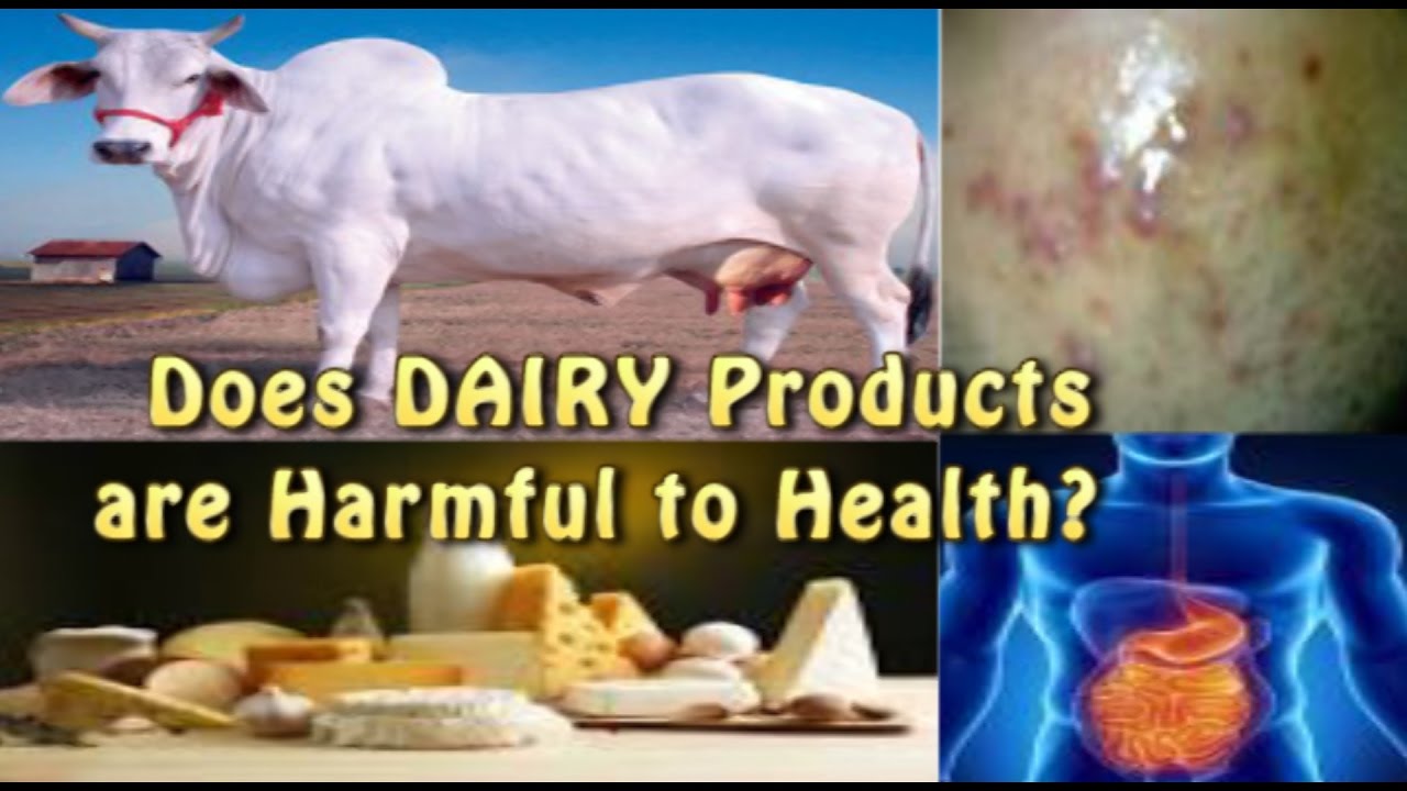 A2 VS A1! Does Dairy Products are unhealthy? Can cause health acne