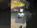 带狗回村都要经历这个吗？一群鸡鸭＋断掉的狗绳＋一个旱塘，"buff叠满，血压蹭就上来了"#狗狗# thumbnail