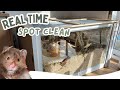 Real time hamster cage clean