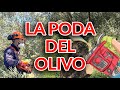 Manual de Poda de Olivar Ecológico || 🌳 Asociación Tierra Verde  🌳