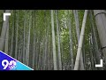 Inside The Bamboo Forests Of Japan 