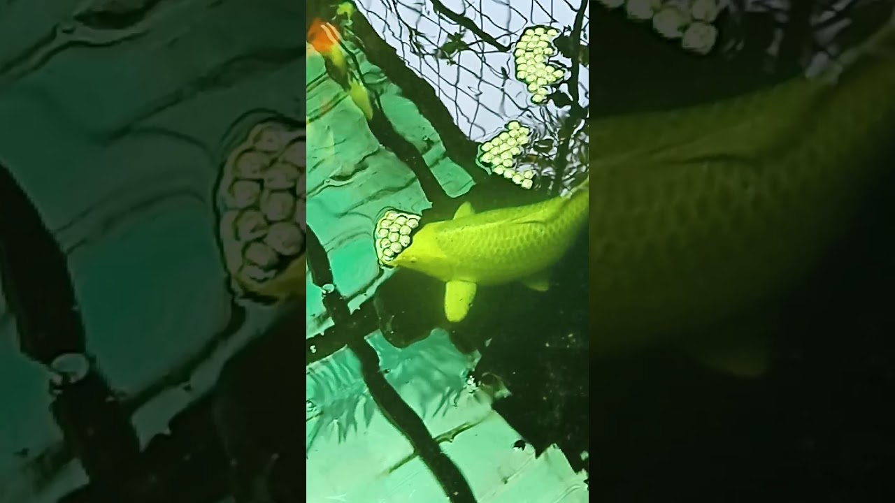 koi the lucky charm fish 🐠🐠🐠