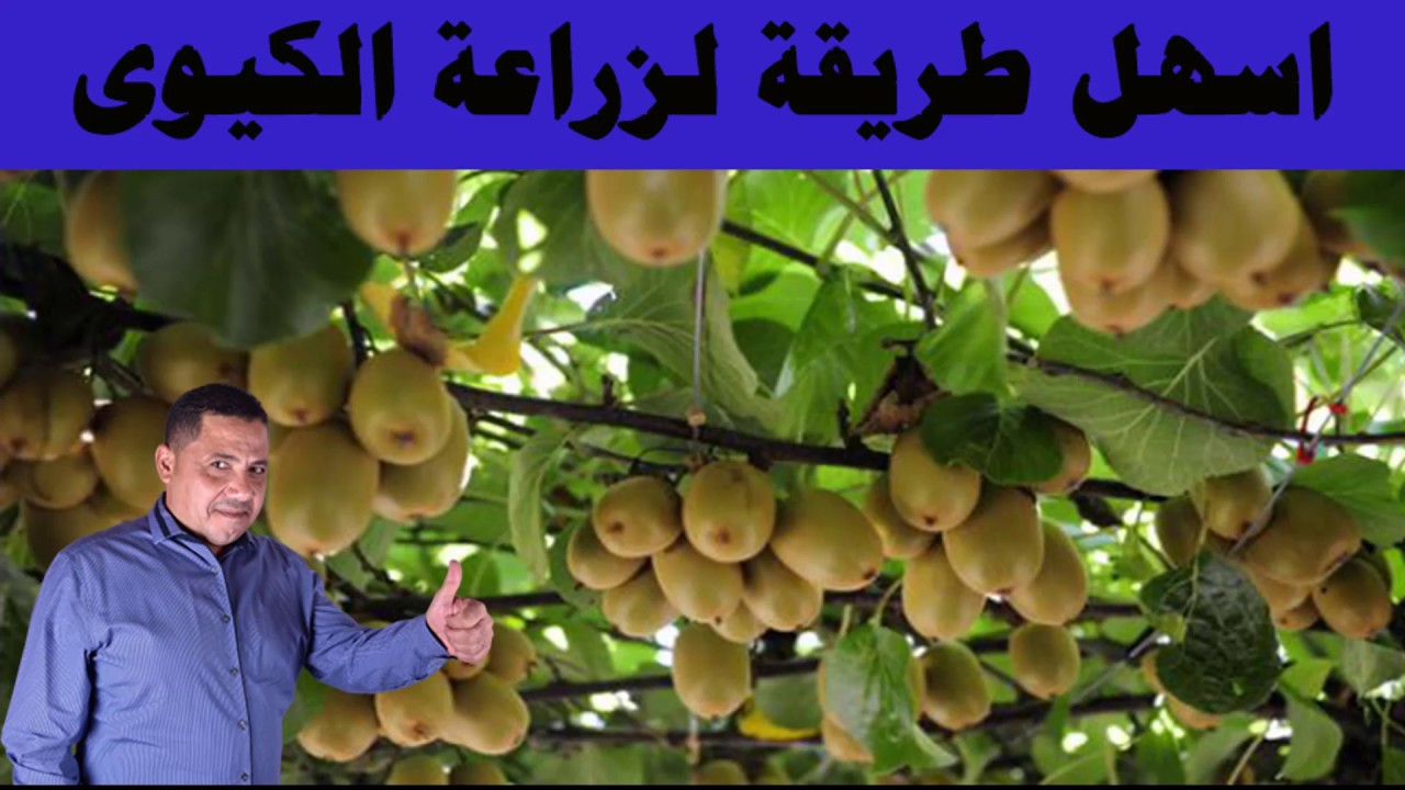 زراعة الكيوى بالعقلة اسهل طريقة للحصول على شجرة كيوي في المنزل Kiwi Fruit Youtube