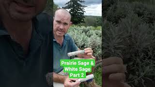 The Difference Between Prairie Sage And White Sage. Part 2.