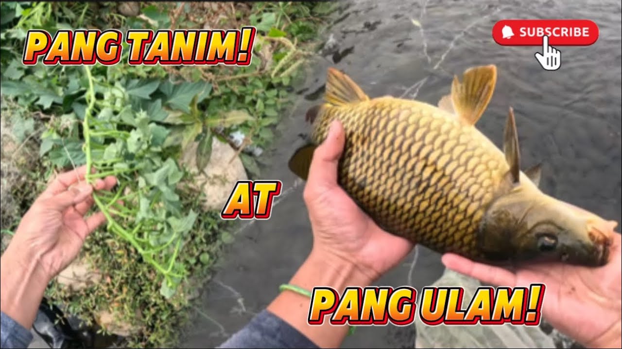 MAY PANG TANIM NA SA GARDEN MERON PANG MAUUWING ULAM!