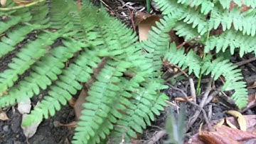 The Trouble With Wilderness