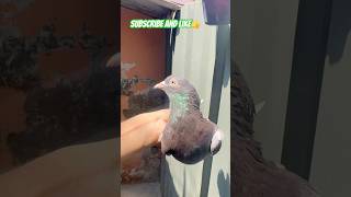 Redeye pigeon Silent Watching Dominating the skies🕊️Not every king roar some just stare👁️‍🗨️👁️🧿