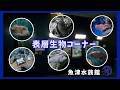 【魚津水族館】表層生物コーナー🐟🐡🐠