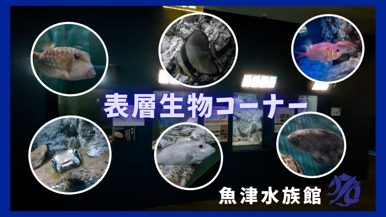 【魚津水族館】表層生物コーナー🐟🐡🐠