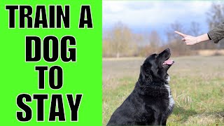 How To TRAIN A Dog To Stay