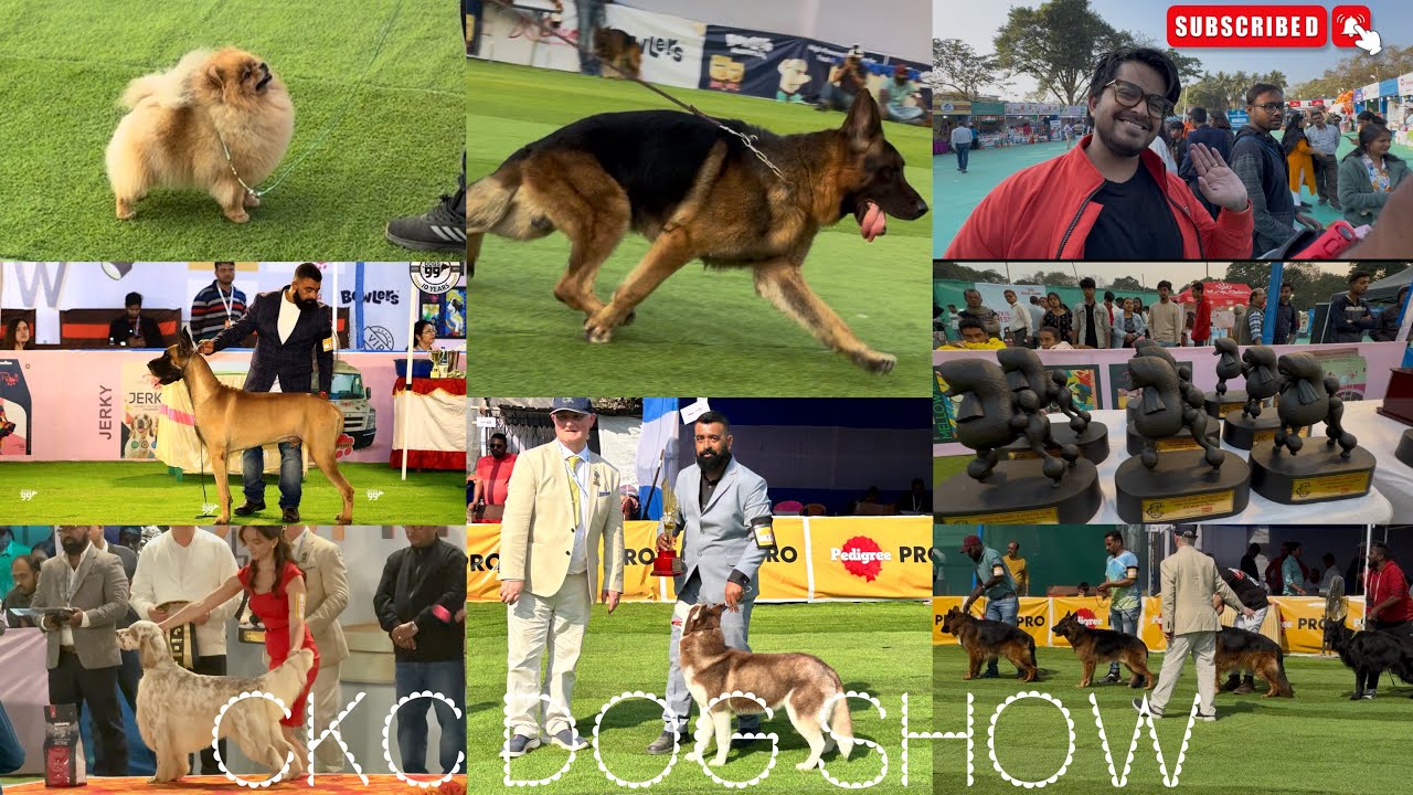 Ckc dog show full video 26th jan 2025 must watch