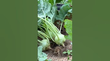 Su hào có thể trồng được quanh năm ở miền Nam, có thể bạn chưa biết