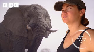 Elephants saved from poaching learn to trust again | Planet Earth III – Behind the scenes - BBC