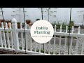 Dahlia Planting, Staking, It's Go Time in New Jersey!