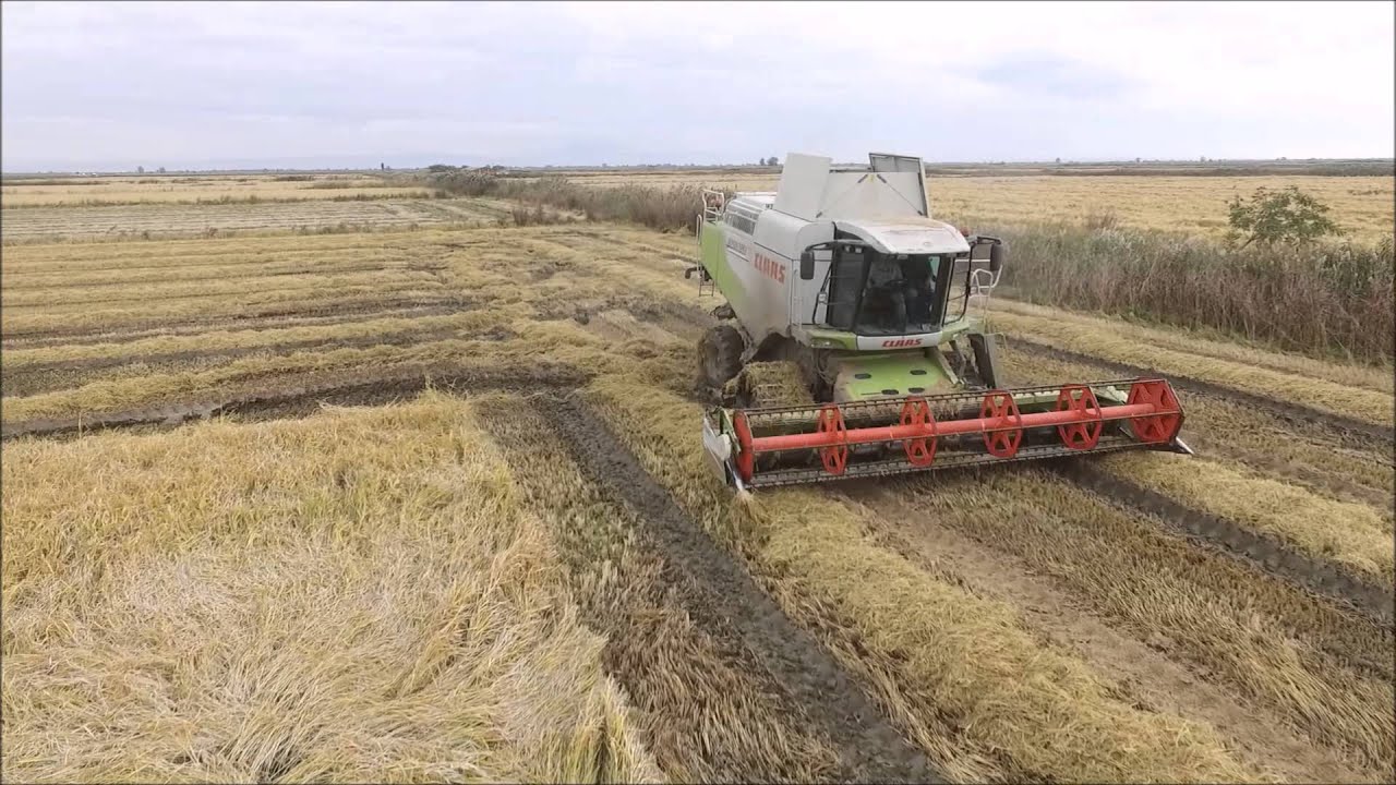 Συγκομιδή ρυζιού  Συβρής Νικόλαος