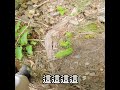 為了一個小生命差點不要命 #路亞 #fishing #釣 #安東萬 #バス釣り