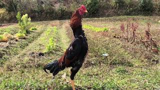 軍鶏　Japanese Shamo