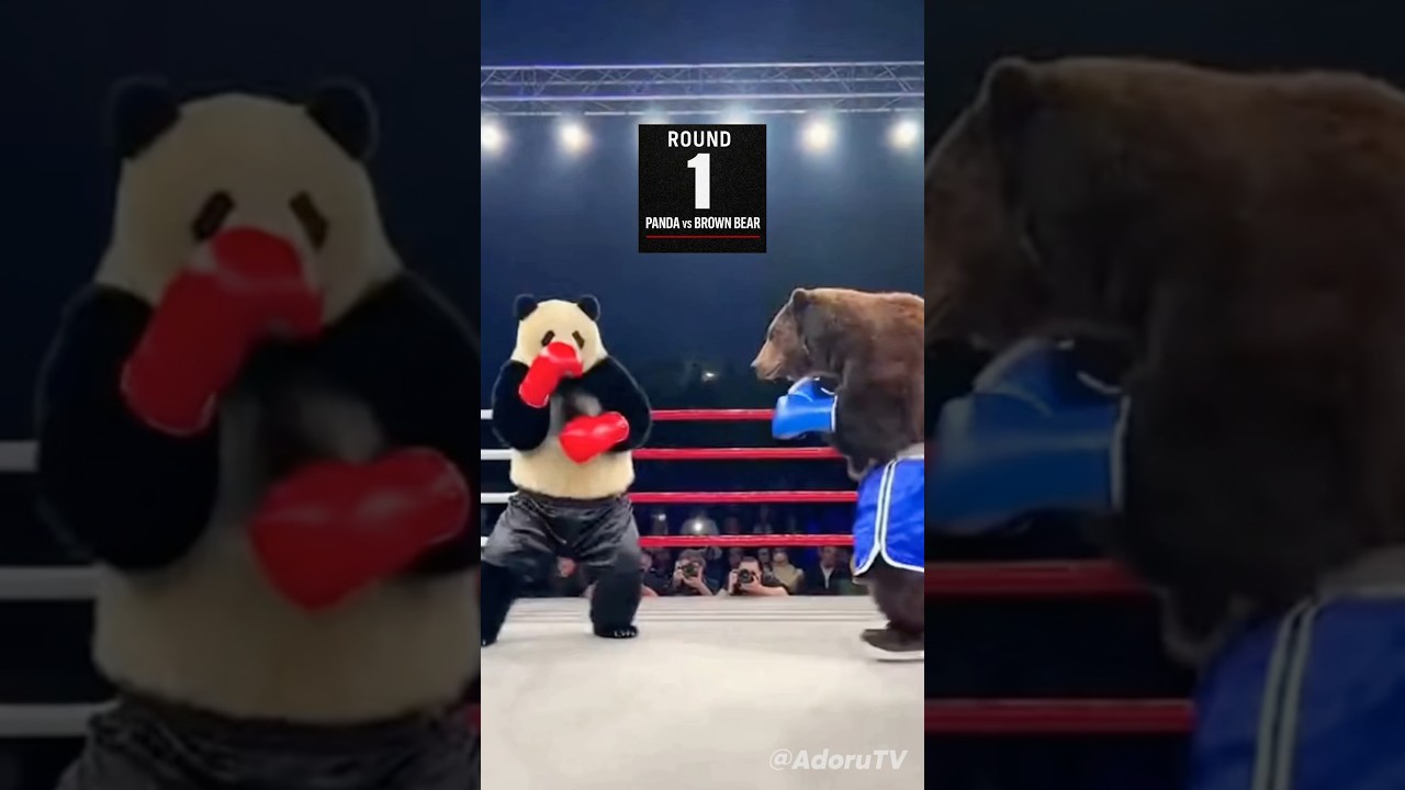 Panda vs Brown Bear 🥊 Heavyweight Boxing Match