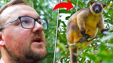 I Tried To Find The AMAZING Tree Kangaroo!