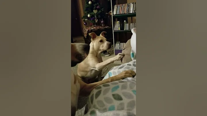 Polite pups