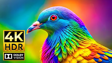 AMAZING 4K ANIMAL Video at 120fps | 4K HDR Dolby Vision