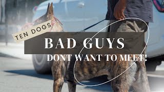 TEN DOGS BAD GUYS DON'T WANT TO ENCOUNTER