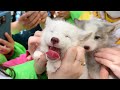 Japan’s Cutest Fox Village! Meet Baby Foxes and Over 100 Others🦊