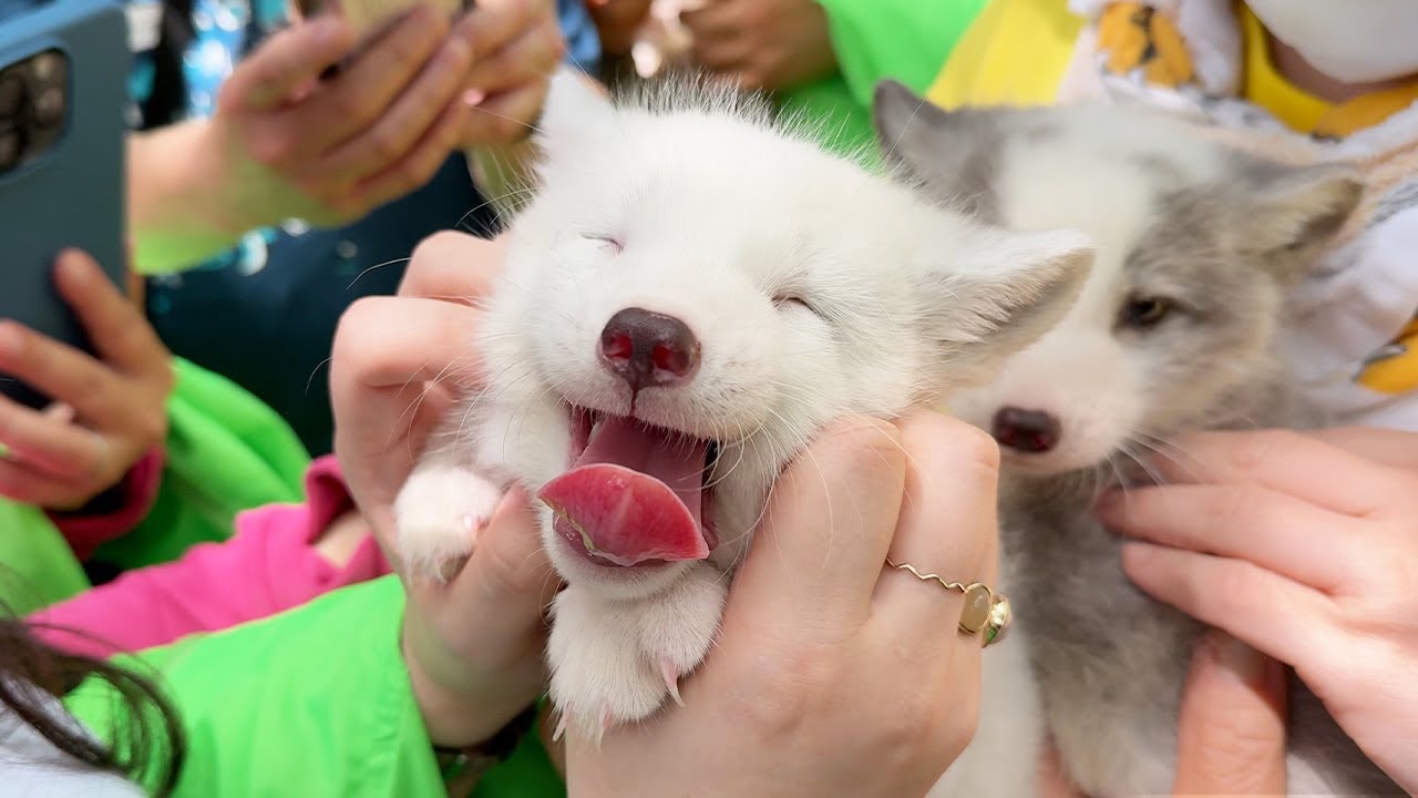 Самая милая деревня лис в Японии! Встретьте лисёнков и более 100 других🦊