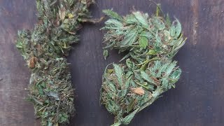 jire vs sweet 😋 legalize cannabis Nepal #strains#hunters#jay#sambhoo#555