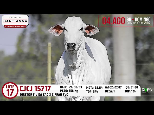 LOTE 17   CJCJ 15717