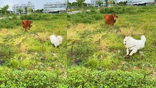 A Little Fun With Dogs And Cows #Short