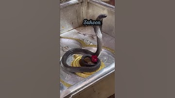 Mahakal Status 💫🤎 Mahadev Status 💫💙 Bholenath Status 💫💚#shiv #tending