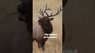 The Haunting Call of Yellowstone’s Elk 🦌 | Short Nature Moment