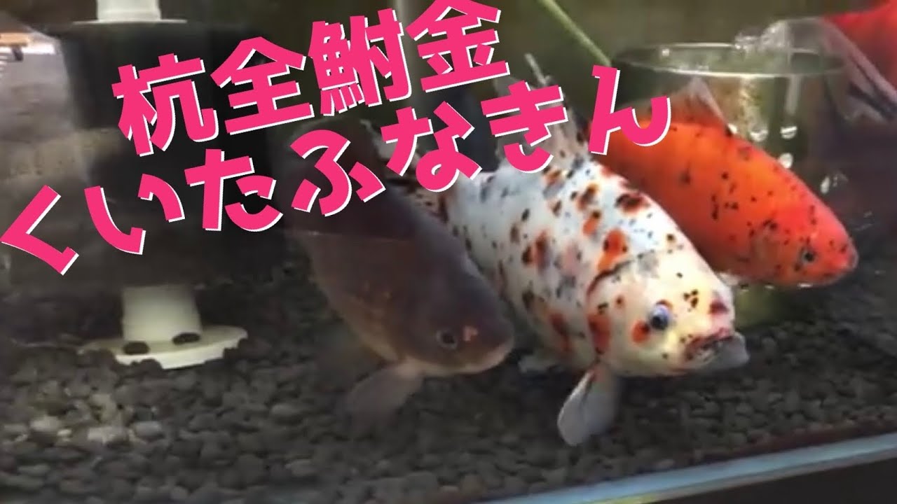 巨大金魚ハイブリッド 杭全鮒金 特大 希少 血統魚 goldfish tank