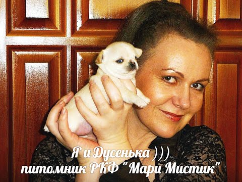 #ЦЕЛЬ работы #ПИТОМНИКА_РКФ_Мари_Мистик  получение генетических #ЗДОРОВЫХ #собак_чихуахуа 05.03.2024