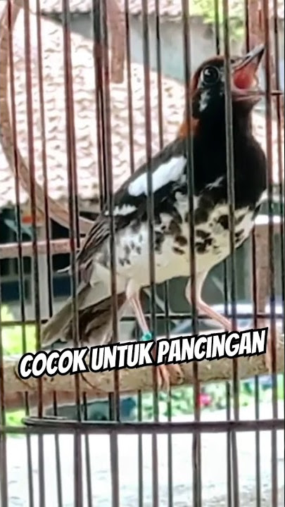 Nratak gacor pembangkit birahi❗#subscribe #shortvideo #shorts