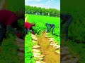 Robots compete with humans in pulling radishes   Robots in rural China