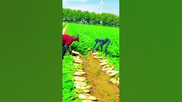 Robots compete with humans in pulling radishes   Robots in rural China