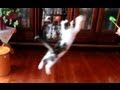 飛ぶ子猫(Flying Kitten)