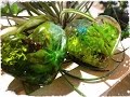 （レジン）～Plant Paper Weight～　多肉植物のペーパーウェイト