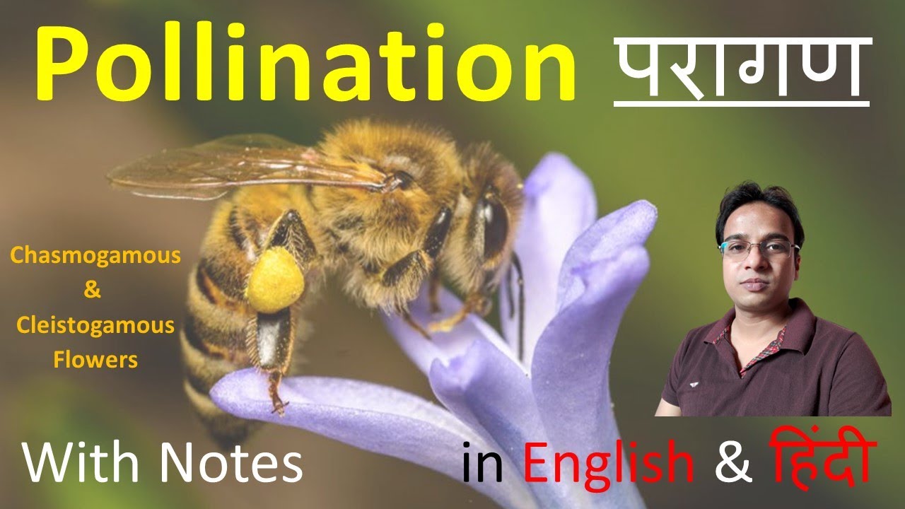 परागण । Pollination | Geitonogamy | Xenogamy | Lever mechanism | Chasmogamous | Cleistogamous