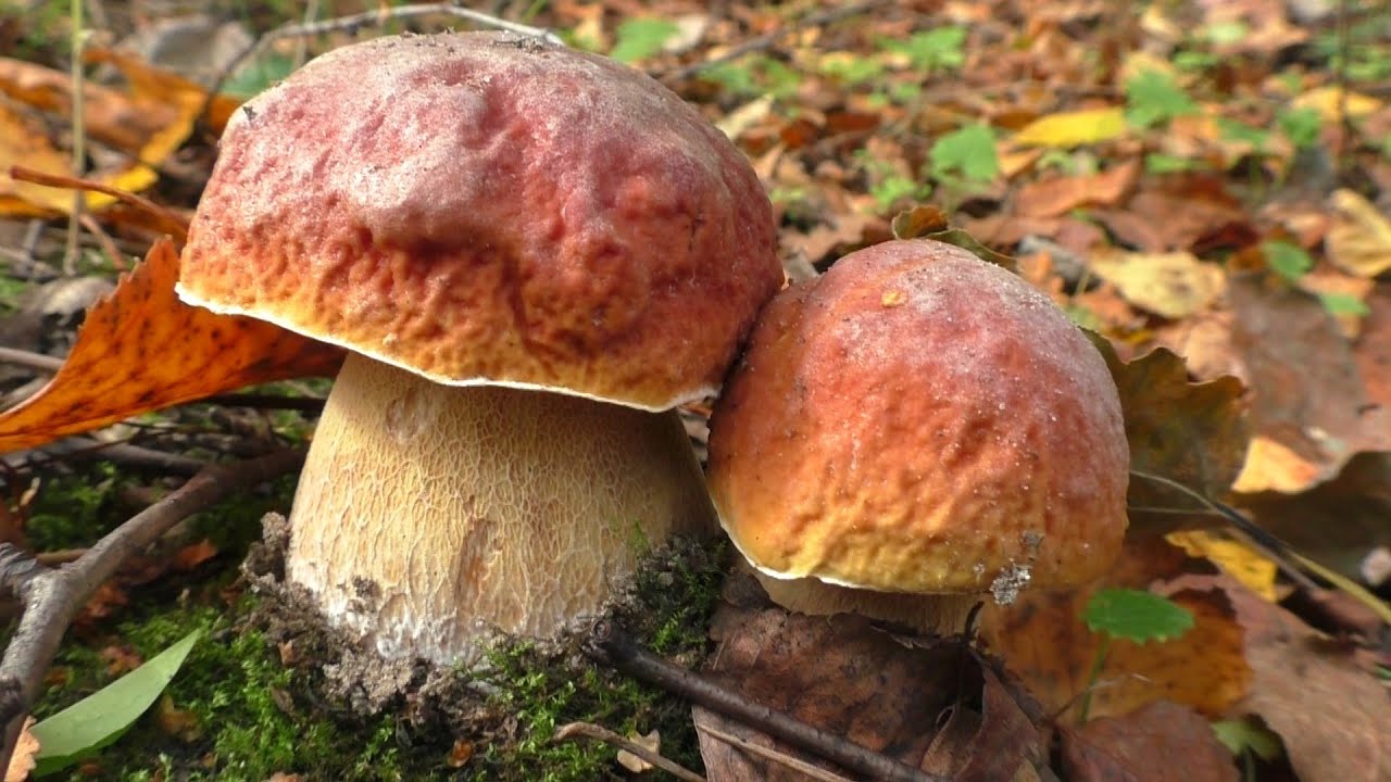 В ЛЕСУ С ПАРНЯМИ! ГРИБОВ НАБРАЛИ ВСЕ! Вечерний поход в лес ПО ГРИБЫ!