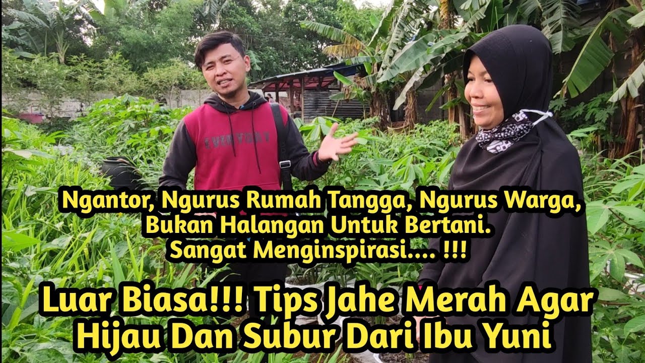 Jahe Merah || Seorang Ibu Yang Luar Biasa, Sangat Menginspirasi!!!