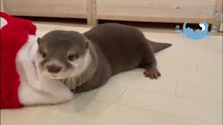 Otter Bob is Checking His Christmas Presents!  #Shorts