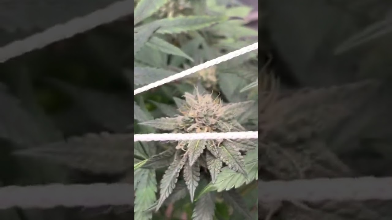 Grape 🍇 Drink Mary Jane Gardens - Flower week 7