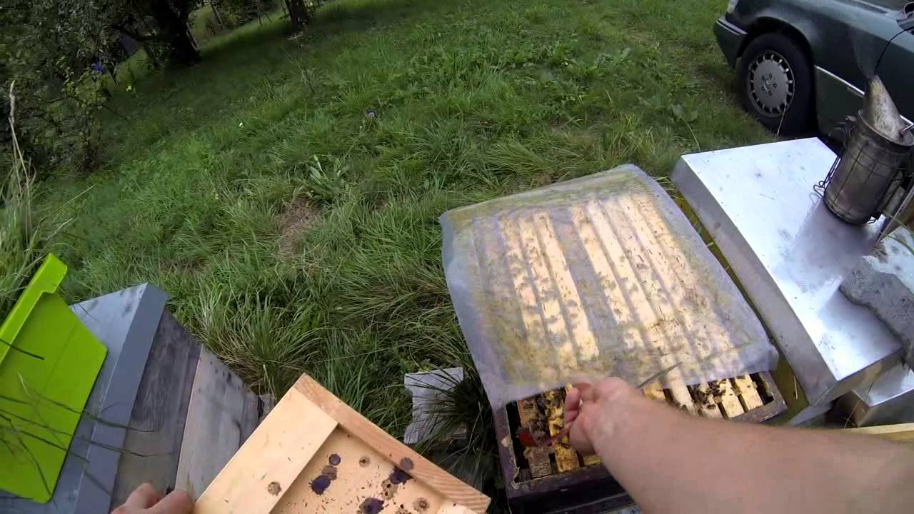 Bienenvölker einfüttern