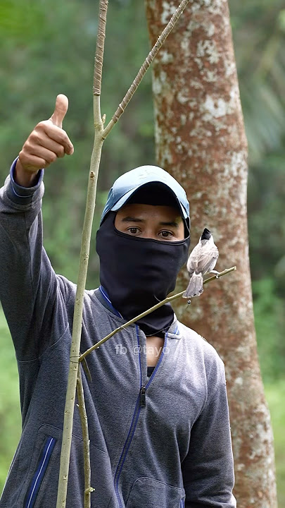 manasin pikat kutilang cengkram