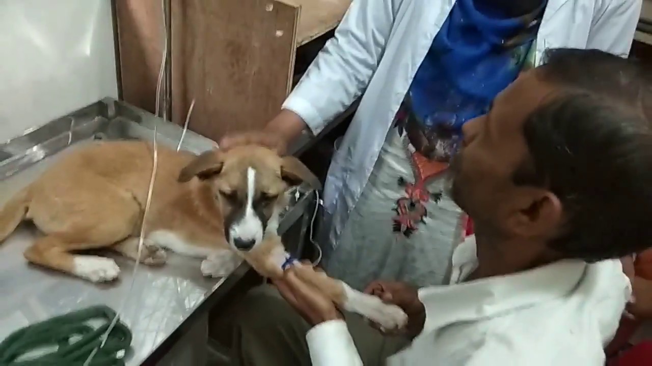 Vet in Dhaka City Pet Doctor in Bangladesh Dr. Sagir's Pet Clinic