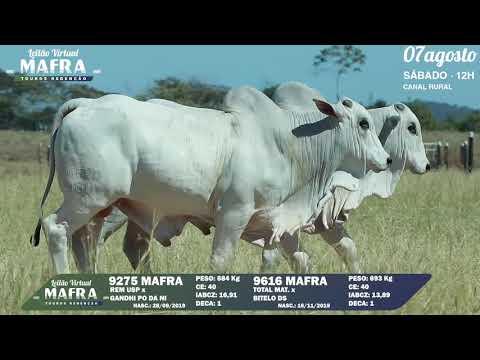 LOTE 151   MFRA 9275, 9616